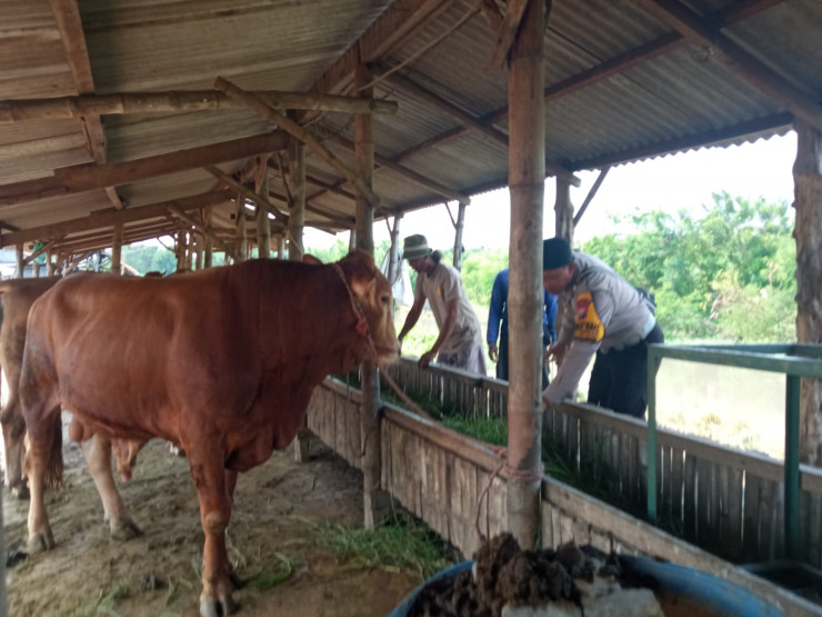 Pemeriksaan Kesehatan Hewan Ternak di Desa Kenongo, Wujud Dukungan Terhadap Ketahanan Pangan Nasional
