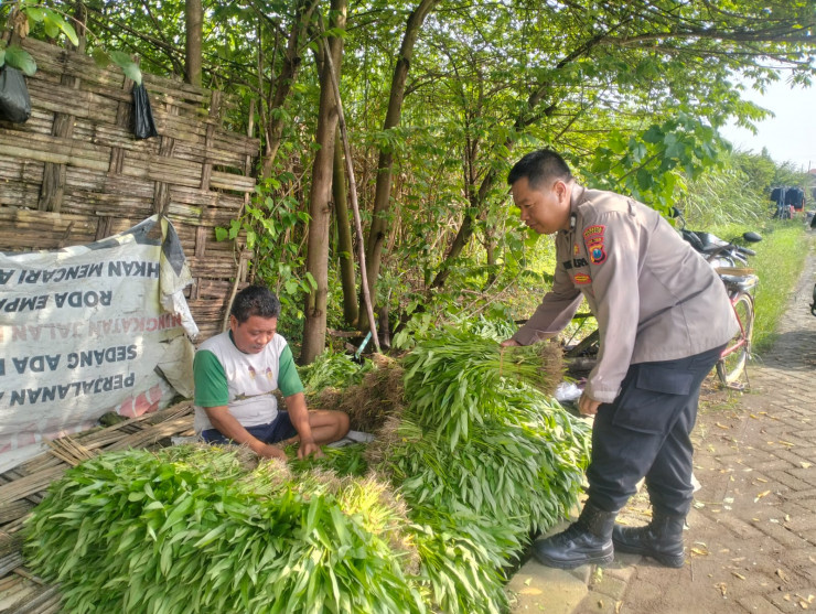 Dukung Ketahanan Pangan, Polisi Bantu Petani Kangkung di Desa Jiken Siapkan Distribusi ke Pasar