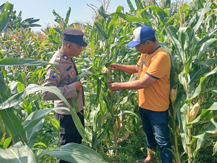 Kapolsek Prambon Masifkan Sambang Petani Jagung