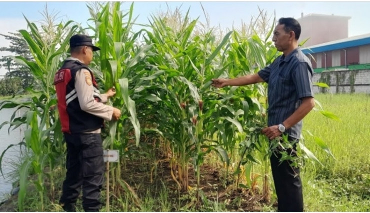 Bhabinkamtibmas Desa Keboharan Optimalkan Ketahanan Pangan Lahan Jagung