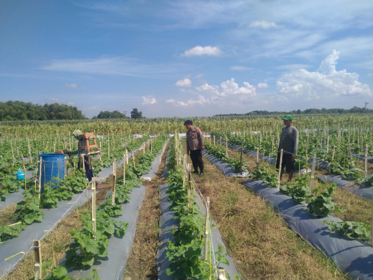 Kanit Binmas Polsek Prambon Tinjau Lahan Cabai dan Terong, Dukung Swasembada Pangan Mandiri Warga