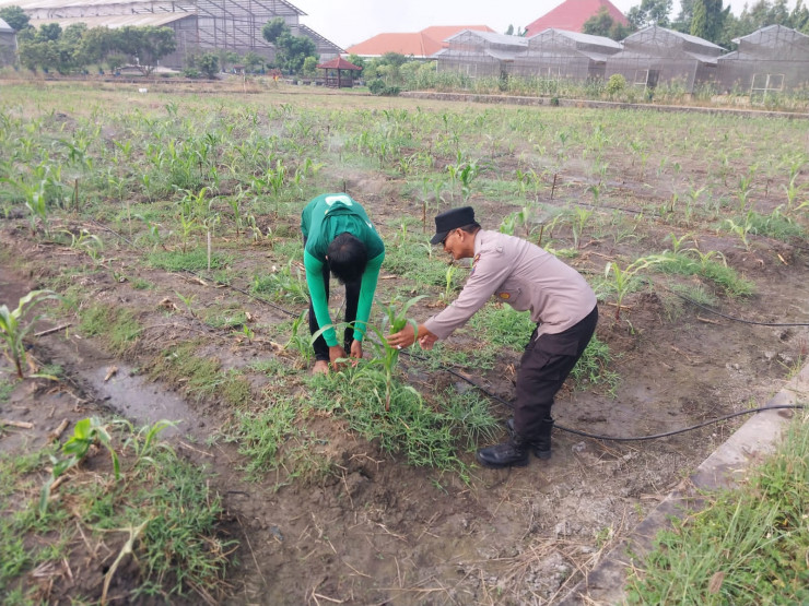 Polsek Sidoarjo Kota Dampingi Petani Optimalkan Swasembada Pangan Jagung