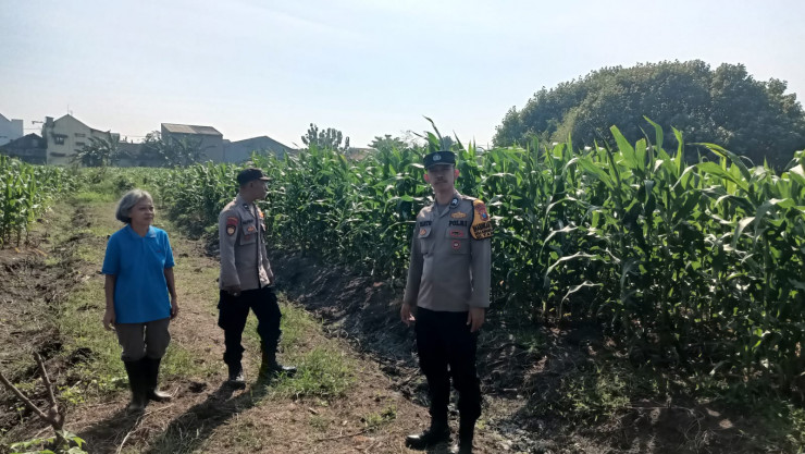 Polsek Taman Pantau Lahan Jagung, Perkuat Ketahanan Pangan di Sidoarjo