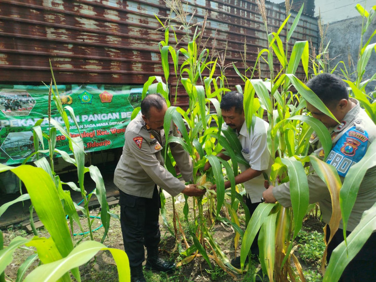 Polsek Waru Pantau Pertumbuhan Jagung di Desa Pepelegi untuk Swasembada Pangan