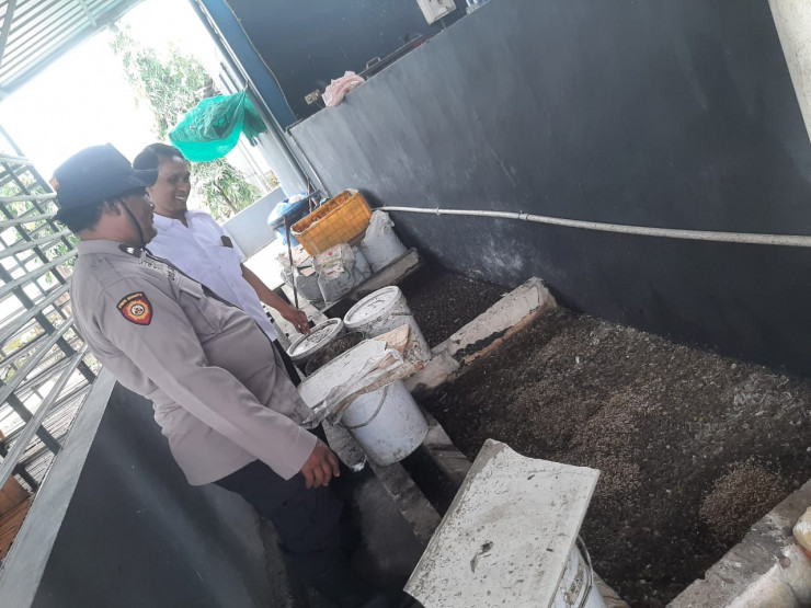 Menarik, Warga Desa Sidomojo Wujudkan Swasembada Pangan lewat Budidaya Magot