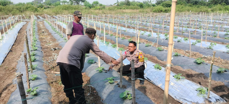 Polsek Taman Tinjau Perkembangan Lahan Ketahanan Tanaman Pepaya di Kelurahan Sepanjang