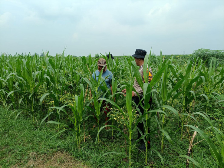 Anggota Polsek Balongbendo Tinjau Lahan P2B Bumdes Bakungtemenggungan, Dukung Ketahanan Pangan Nasional