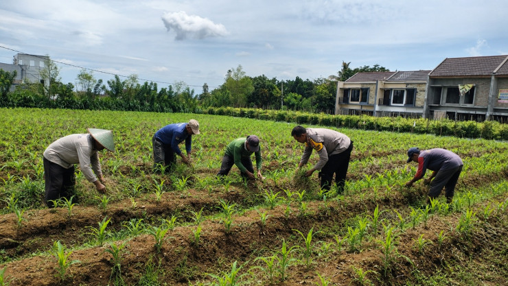 Pak Bhabin Penggerak Ketahanan Pangan, Dampingi Petani Jagung di Kota Malang