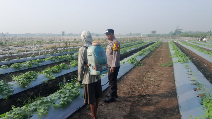 Polisi dan Warga Optimalkan Lahan Melon Demi Ketahanan Pangan di Desa Kelopo Sepuluh