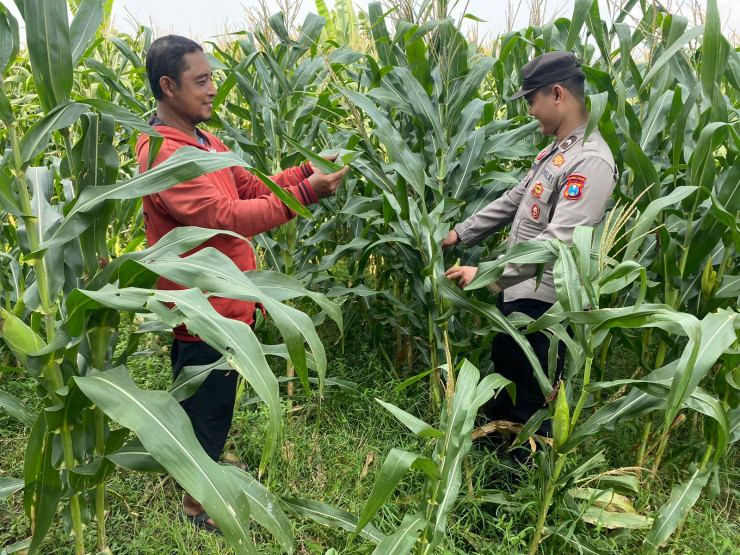 Anggota Polsek Tarik Patroli Kamtibmas Sambil Cek Perkembangan Tanaman Jagung Petani