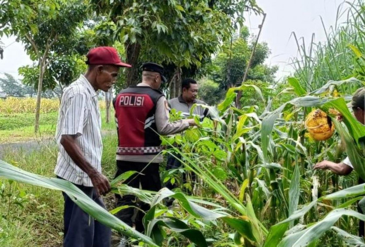 Polsek Krian Dukung Ketahanan Pangan Lewat Jagung
