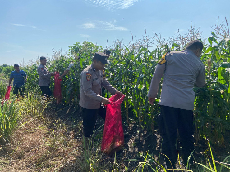 Kanit Binmas Polsek Krembung Apresiasi Perkembangan Tanaman Jagung di Desa Lemujut