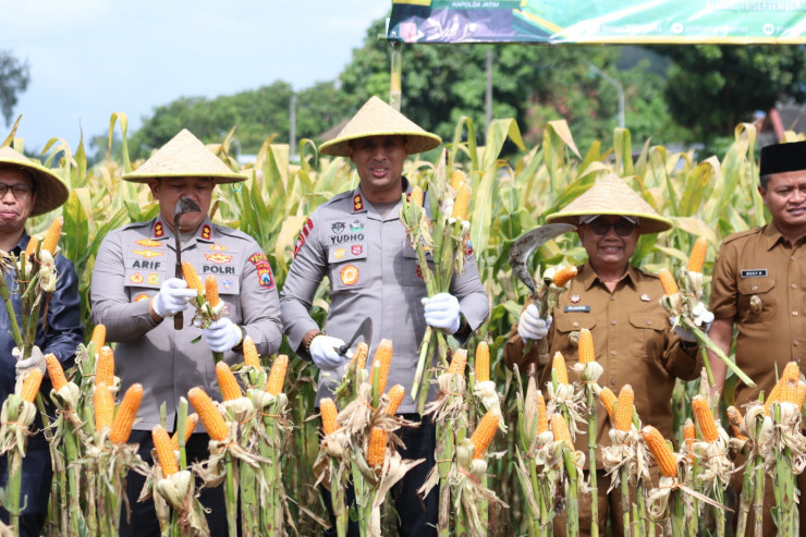 Perkuat Ketahanan Pangan Polres Blitar Kota bersama Forkopimda Panen Raya Jagung Kuartal III