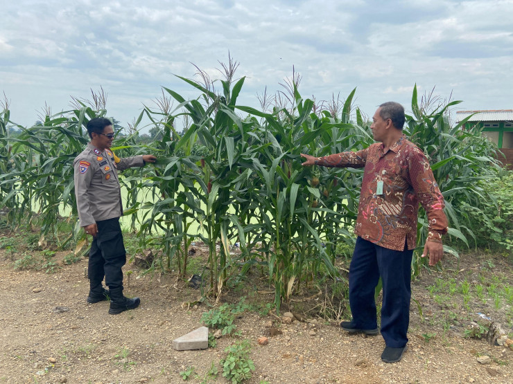 Polisi di Krembung Rawat Tanaman Jagung untuk Dukung Swasembada Pangan