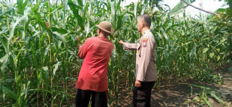 Dukung Ketahanan Pangan Bhabinkamtibmas Desa Sukorejo Bersama Gapoktan Cek Tanaman Jagung