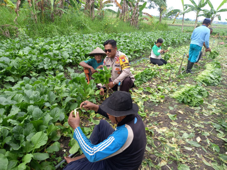 POLRESTA SIDOARJO | Polisi Bantu Petani Panen Sawi, Dukung Ketahanan Pangan di Desa Lemujut Krembung