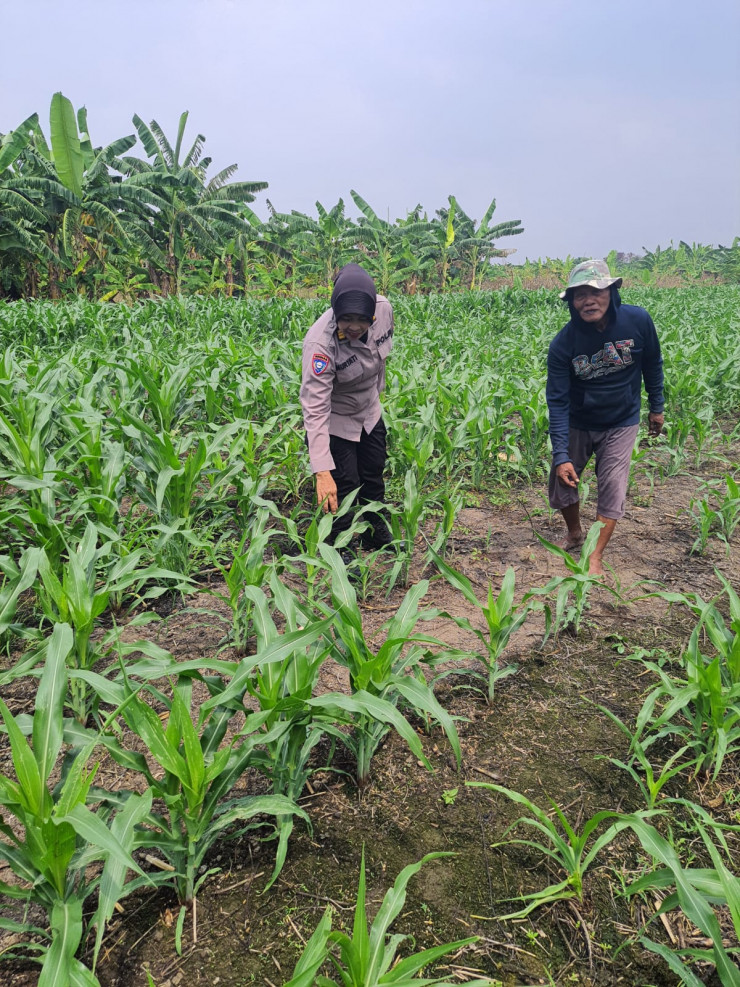 Polsek Gedangan bersama Petani Desa Punggul, Siap Optimalkan Panen Jagung
