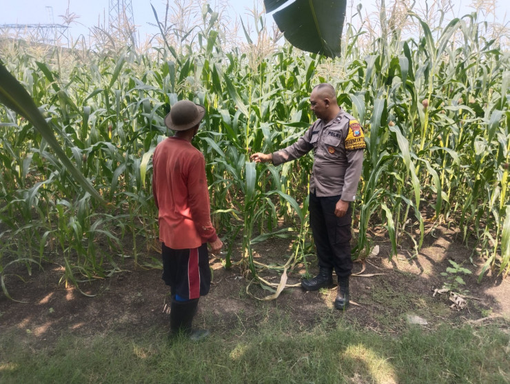 Sukseskan Swasembada Pangan, Anggota Polsek Buduran Masifkan Pengecekan Lahan Jagung