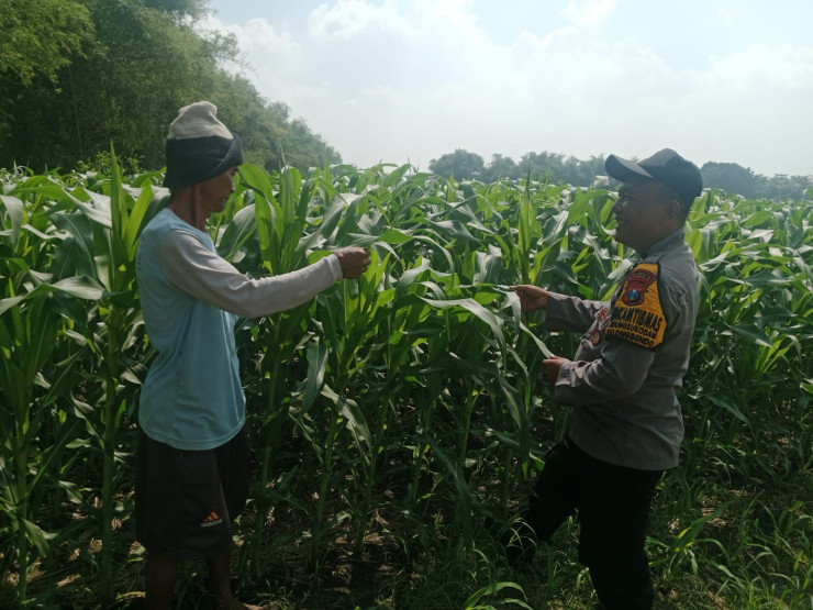 Polsek Balongbendo Tinjau Lahan Jagung, Dukung Swasembada Pangan di Sidoarjo