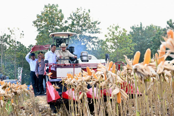 Perkuat Ketahanan Pangan Nasional, Presiden Prabowo Turun Langsung Panen Jagung di Tuban