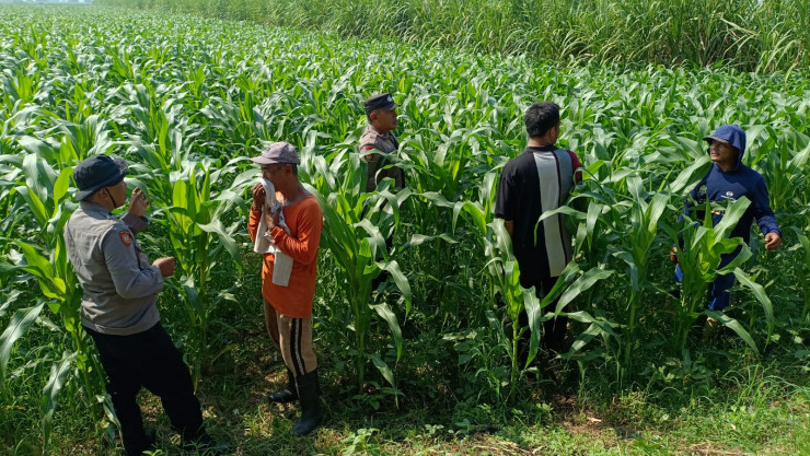 Polsek Balongbendo Kawal Perkembangan Jagung Hibrida untuk Swasembada Pangan