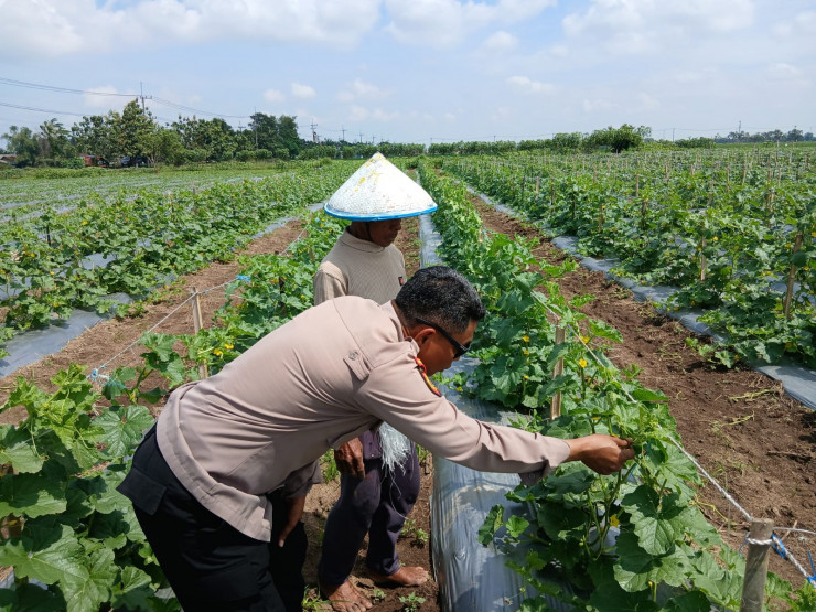 Polsek Tarik Monitoring Kegiatan Ketahanan Pangan Kepada Petani Melon di Desa Gampingrowo Kec. Tarik.