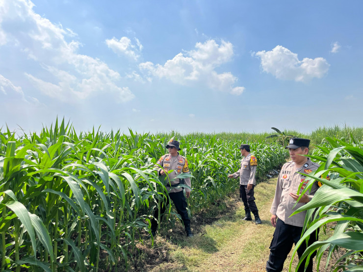 Cek Tanaman Jagung, Polsek Krembung Berharap Dongkrak Ketahanan Pangan