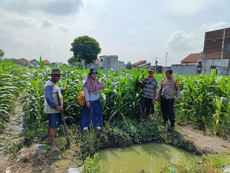 Polsek Tanggulangin Bersama PPL dan Gapoktan Lakukan Perawatan Tanaman Jagung untuk Dukung Ketahanan Pangan