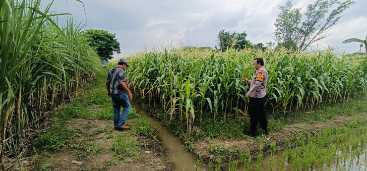 Kapolsek Tarik Berikan Pendampingan untuk Swasembada Pangan Mandiri Tingkat Desa