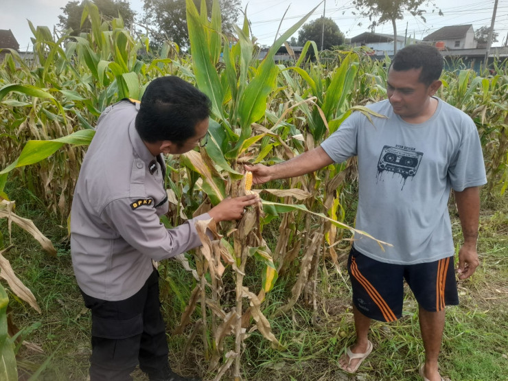 Bhabinkamtibmas Prambon Kawal Ketahanan Pangan