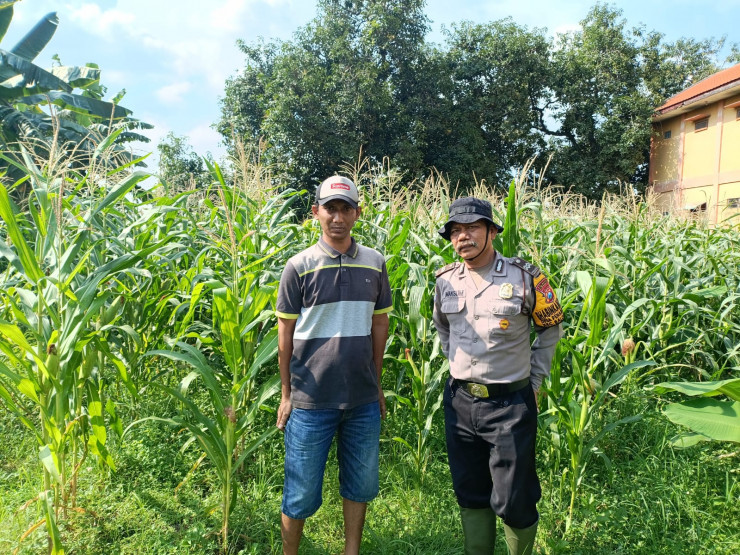 Polsek Balongbendo Dampingi Warga Kelola Tanaman Jagung