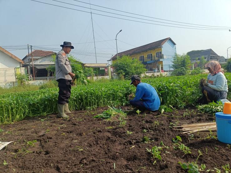 Polresta Sidoarjo Dorong Pemanfaatan Pekarangan, Warga Porong Tanam Kangkung