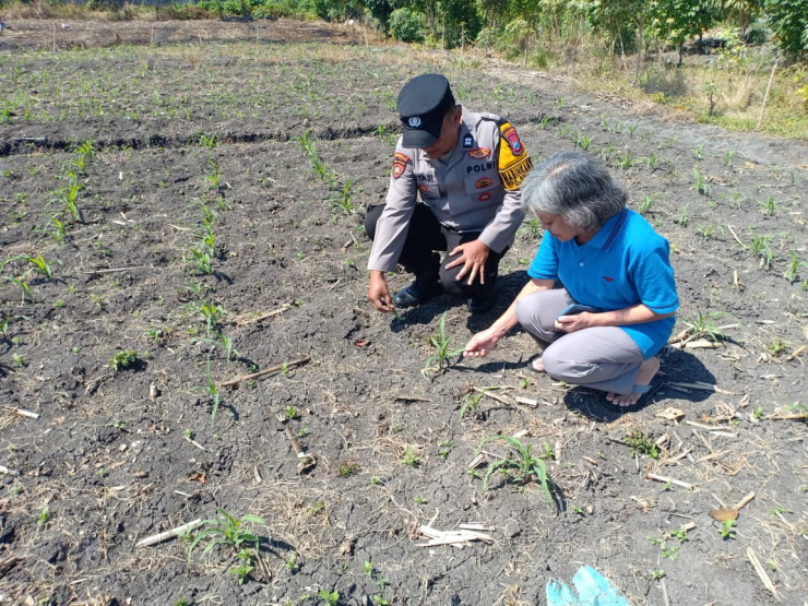 Polsek Taman Patroli dan Pantau Lahan Jagung untuk Dukung Ketahanan Pangan