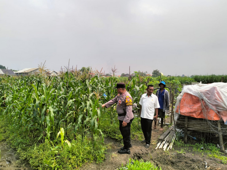 Bhabinkamtibmas Desa Gamping Tinjau Perkembangan Tanaman Jagung dalam Rangka Dukung Program Ketahanan Pangan Nasional
