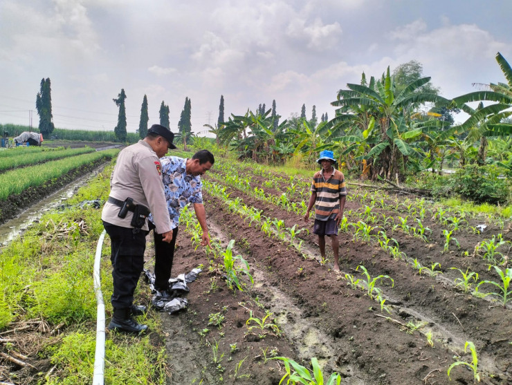 Bhabinkamtibmas Desa Gamping Krian Cek l Tanaman Jagung Tumbuh Optimal