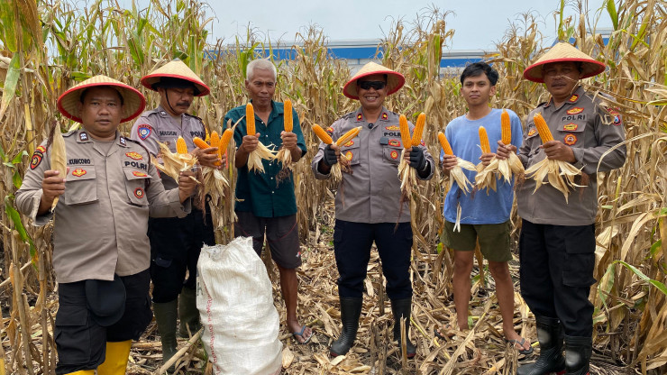 Wujudkan Ketahanan Pangan, Polsek Balongbendo Panen Jagung di Desa Wonokupang