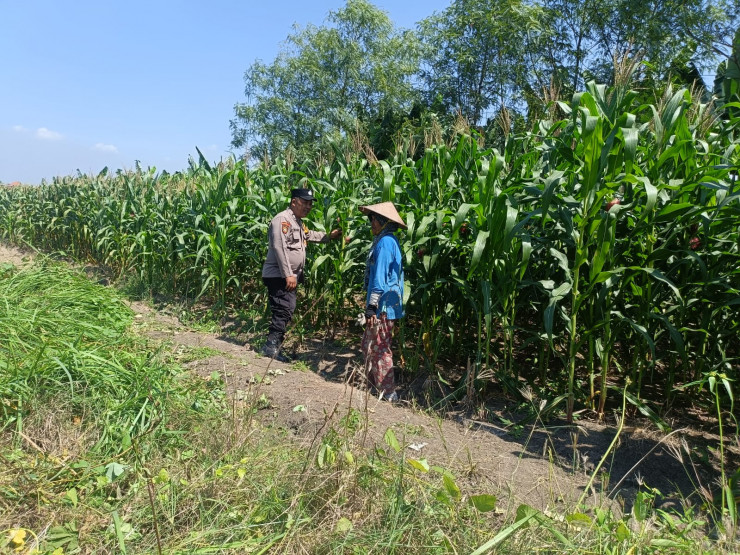 Optimalkan Ketahanan Pangan, Bhabinkamtibmas Polsek Candi Turun Langsung Pantau Pertumbuhan Jagung di Desa Durungbedug
