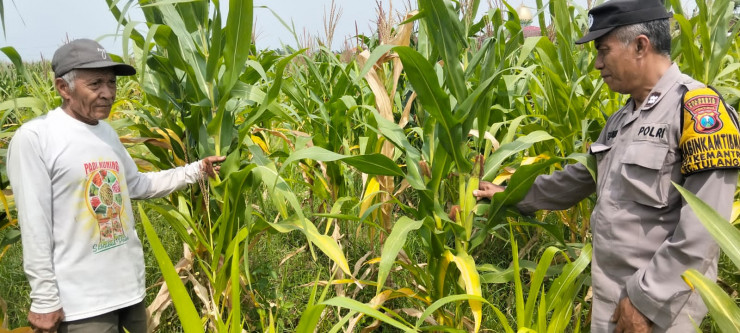 Polsek Tulangan Dukung Ketahanan Pangan, Tinjau Perkembangan Lahan Jagung di Desa Kajeksan