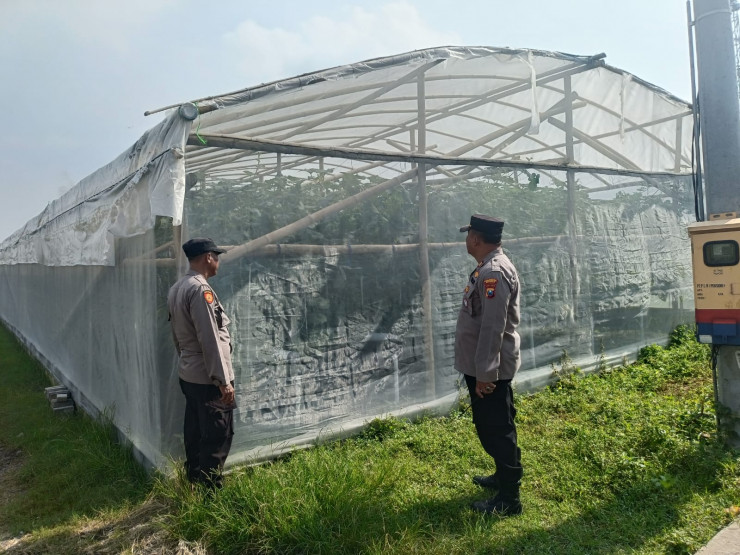 Bhabinkamtibmas Desa Kraton Tinjau Lahan Hidroponik Melon untuk Ketahanan Pangan Bergizi