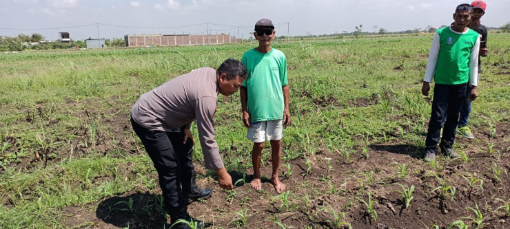 Masifkan Gerakan Ketahanan Pangan, Polisi di Kecamatan Tarik Dampingi Petani