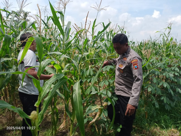 Polsek Tulangan Cek Tanaman Jagung di Desa Kemantren, Wujudkan Swasembada Pangan