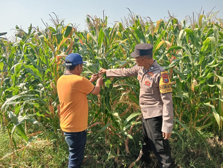 Jalin Kedekatan dengan Petani, Anggota Polsek Tarik Patroli dan Pantau Lahan Jagung untuk Ketahanan Pangan