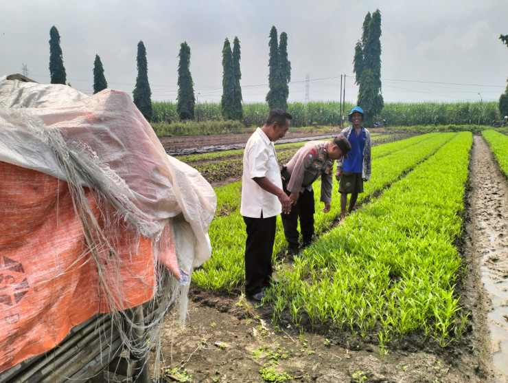 Bhabinkamtibmas Desa Gamping Bersama Perangkat Desa Tinjau Perkembangan Tanaman Kangkung Warga